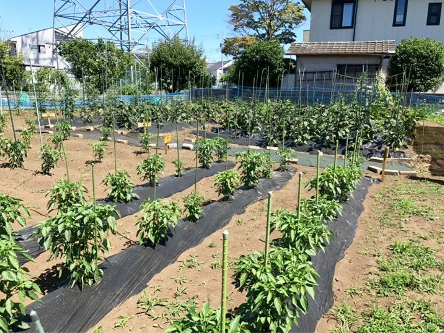 啓光ファーム(農園活動)